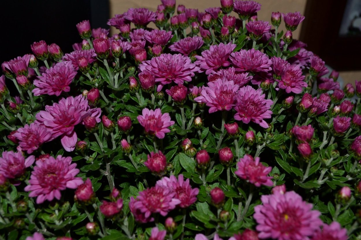 Хризантема корейская Славяночка