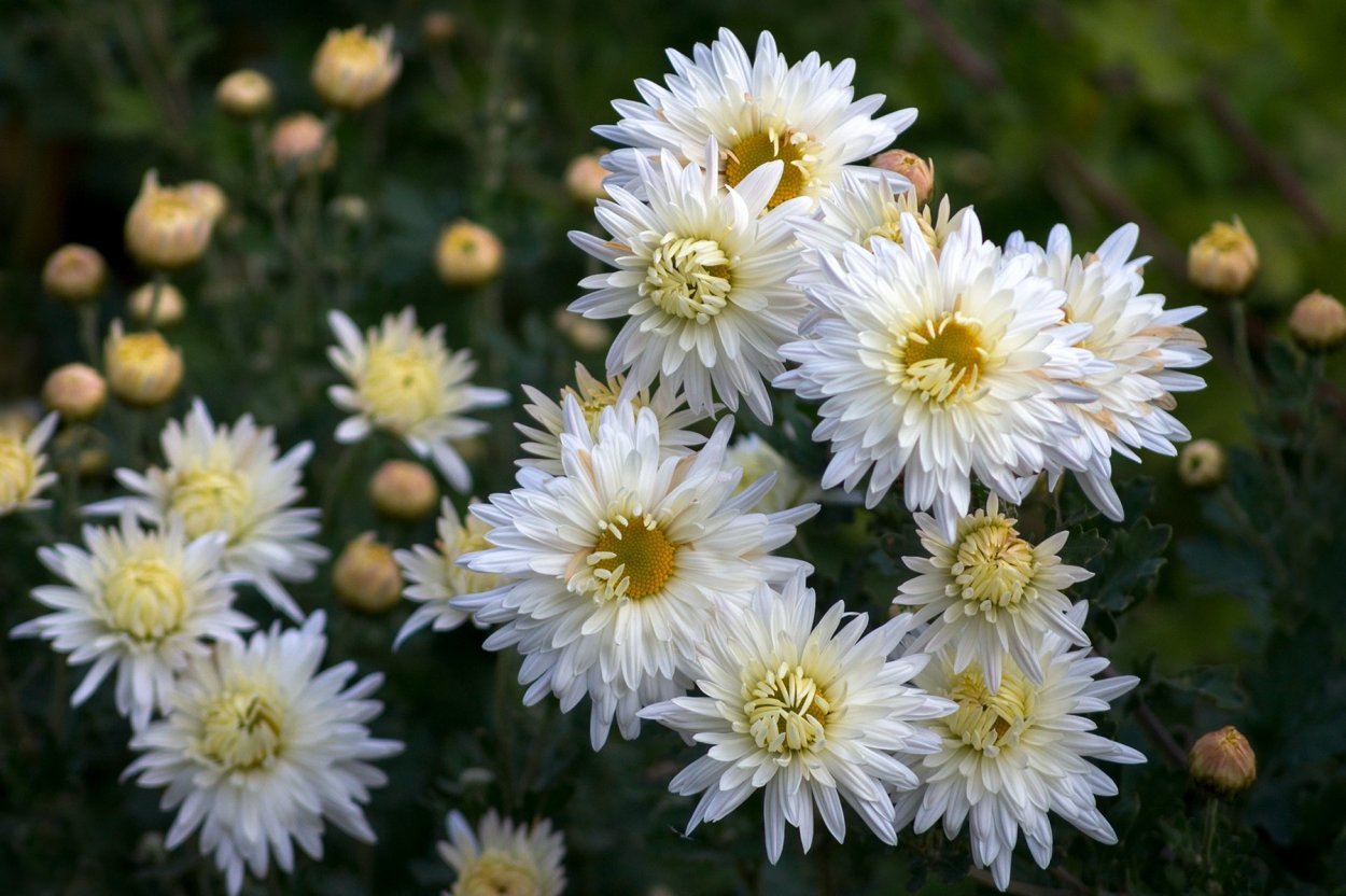 Хризантема Эвелин Буш