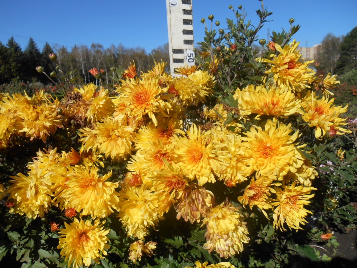 Хризантема корейская бархатная осень