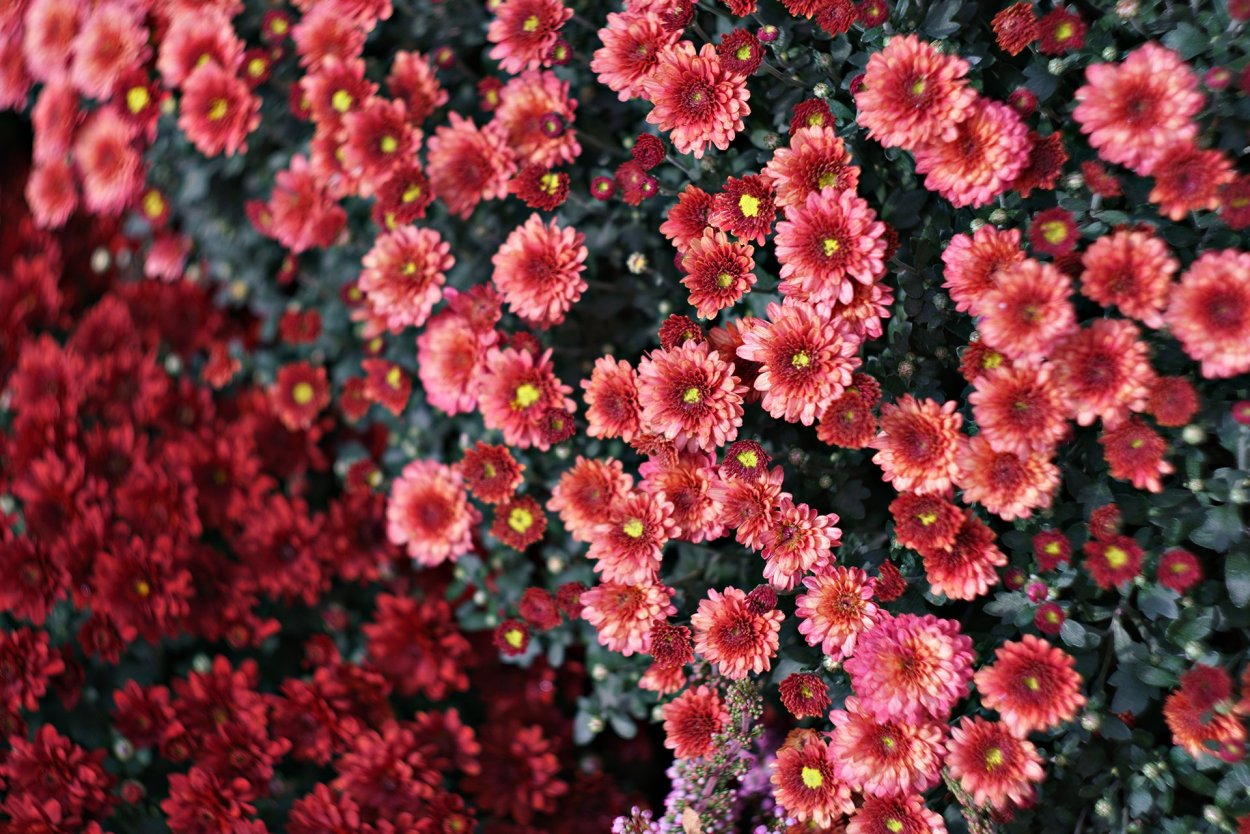 Корейская Хризантема Кармен