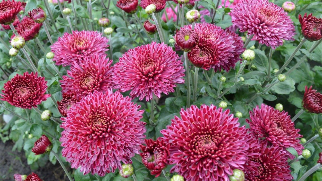 Хризантема мультифлора Маргарита