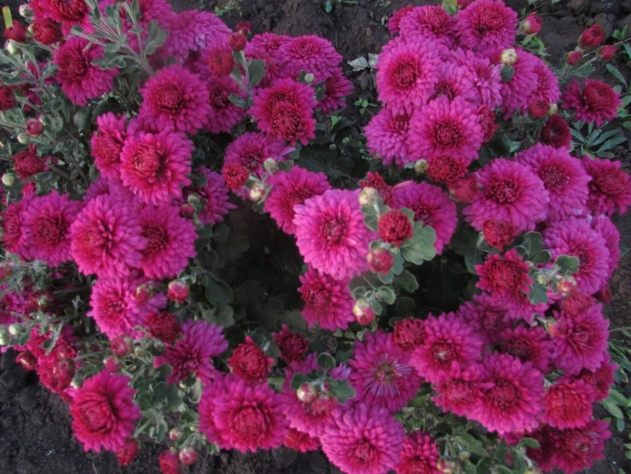 Хризантема корейская Дунетти