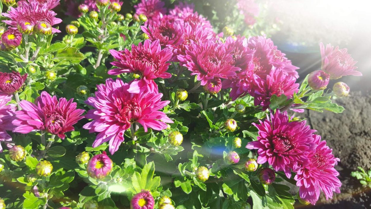 Хризантема чудное мгновение