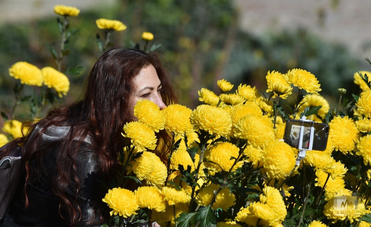 Осенние хризантемы в саду
