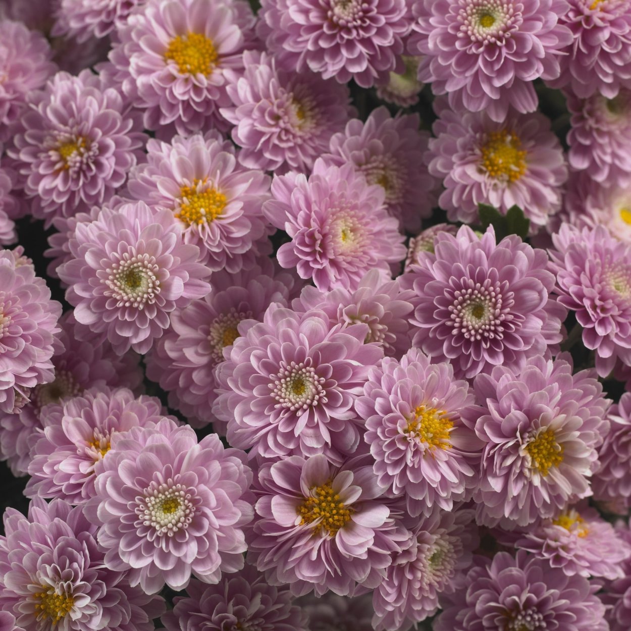 Хризантема корейская (Chrysanthemum koreanum