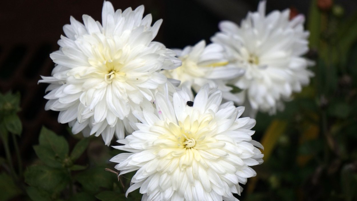 Хризантема мультифлора Чио Чио Сан