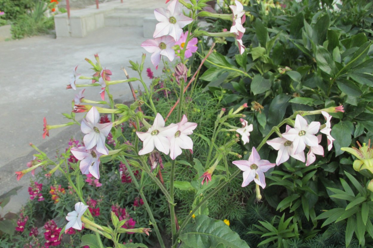 Табак душистый сенсейшен микс