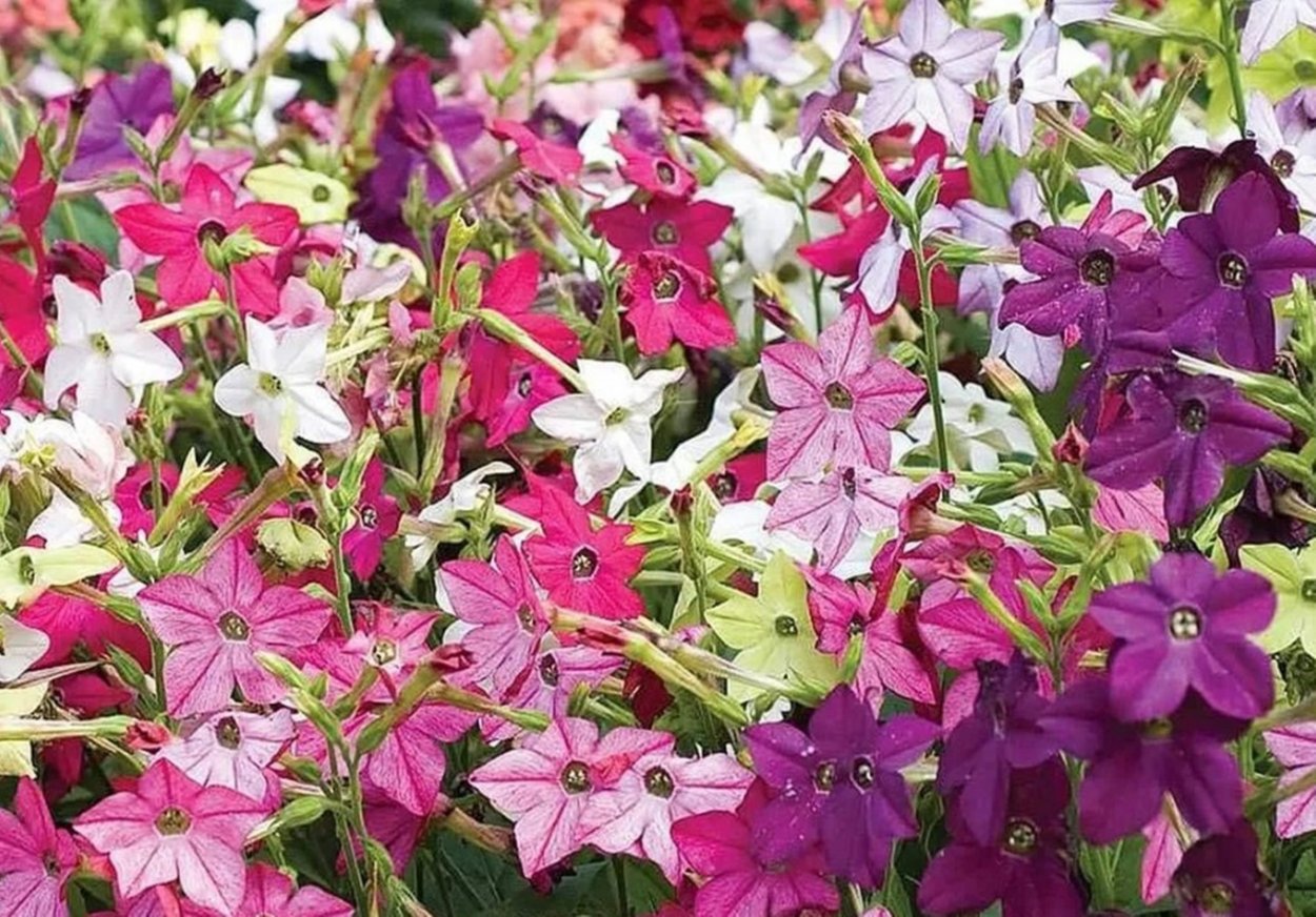 Табак душистый