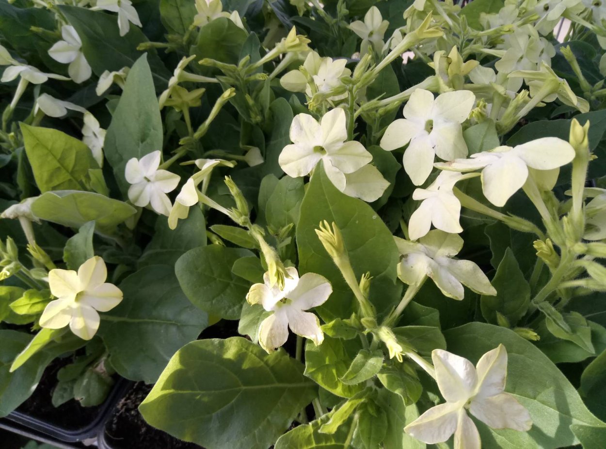 Табак душистый