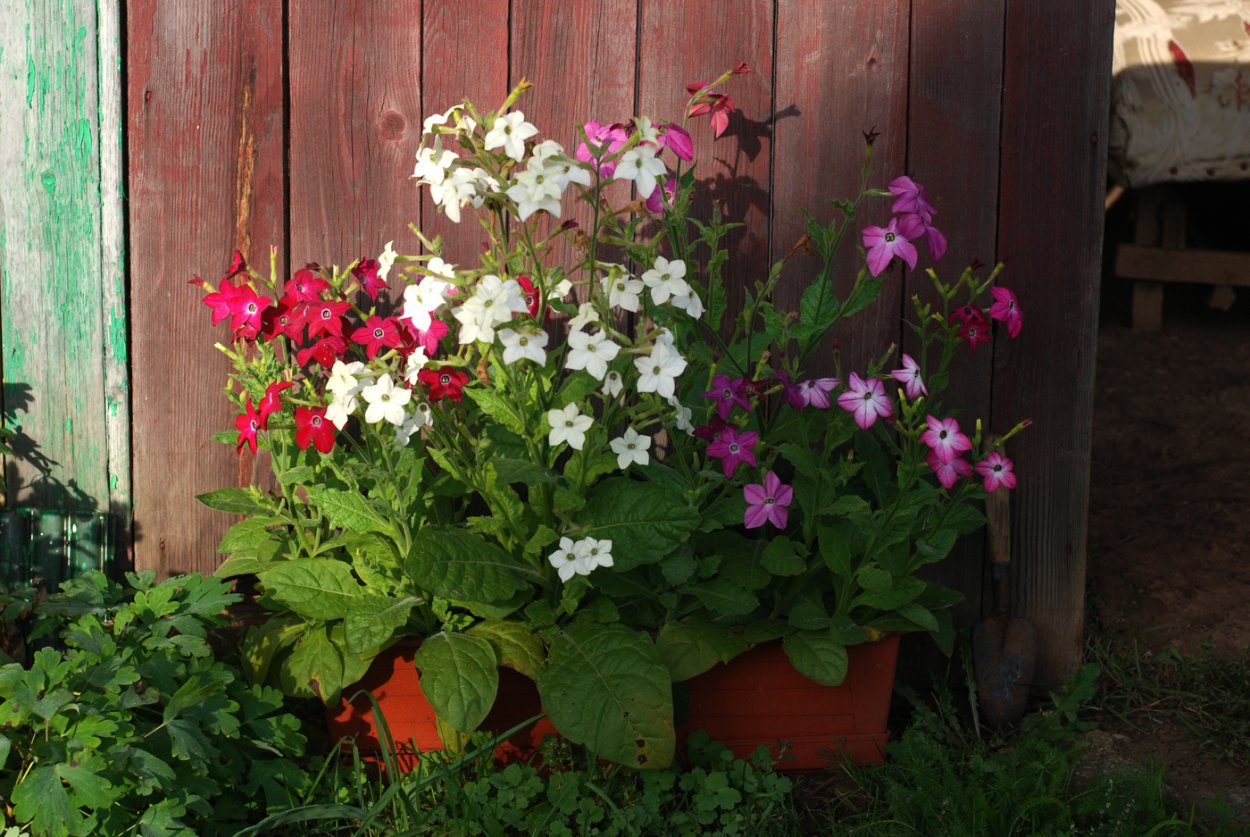 Табак Саратога Вайт