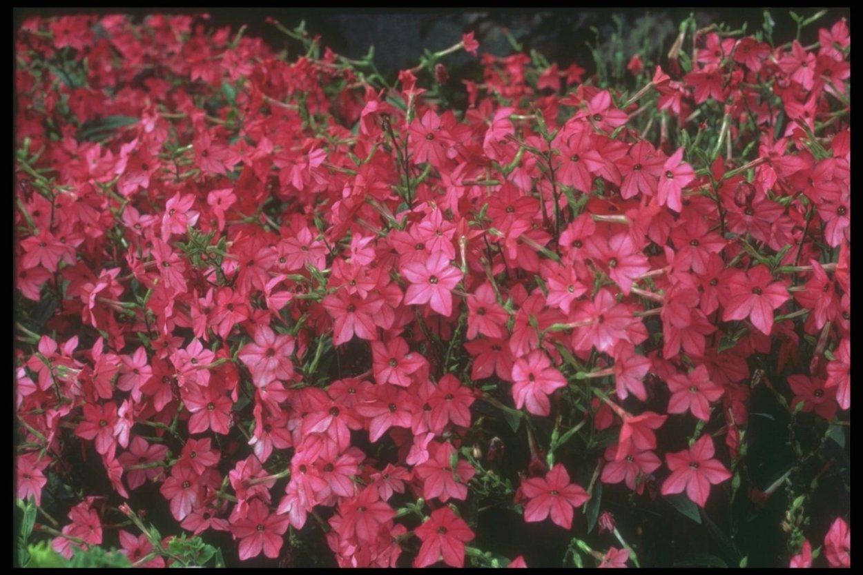 Душистый табак Тодес