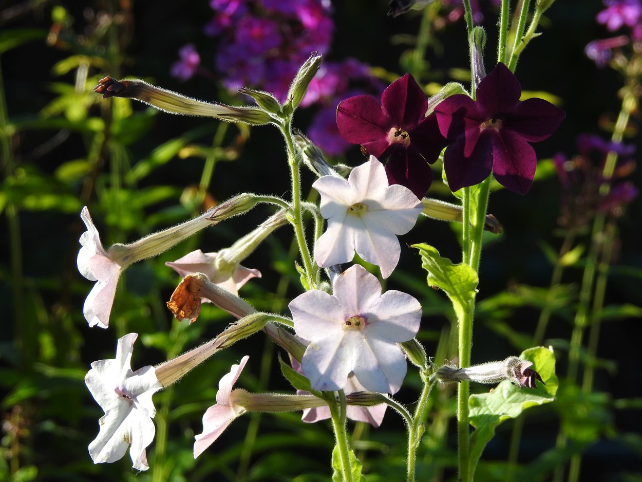 Табак Сандера итальянец f1