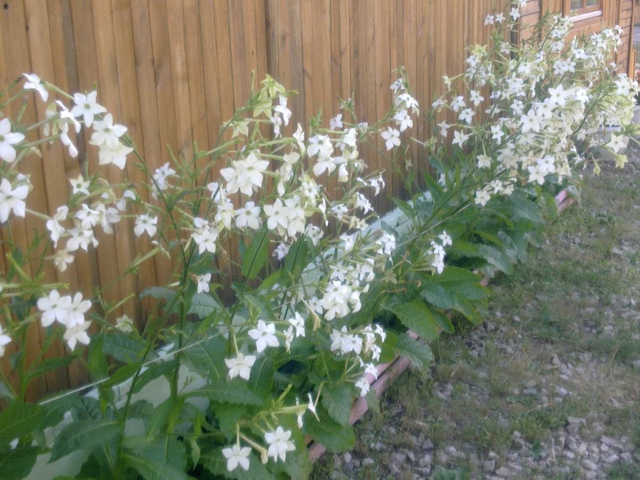 Сем. Пасленовые Solanaceae табак крылатый Nicotiana alata