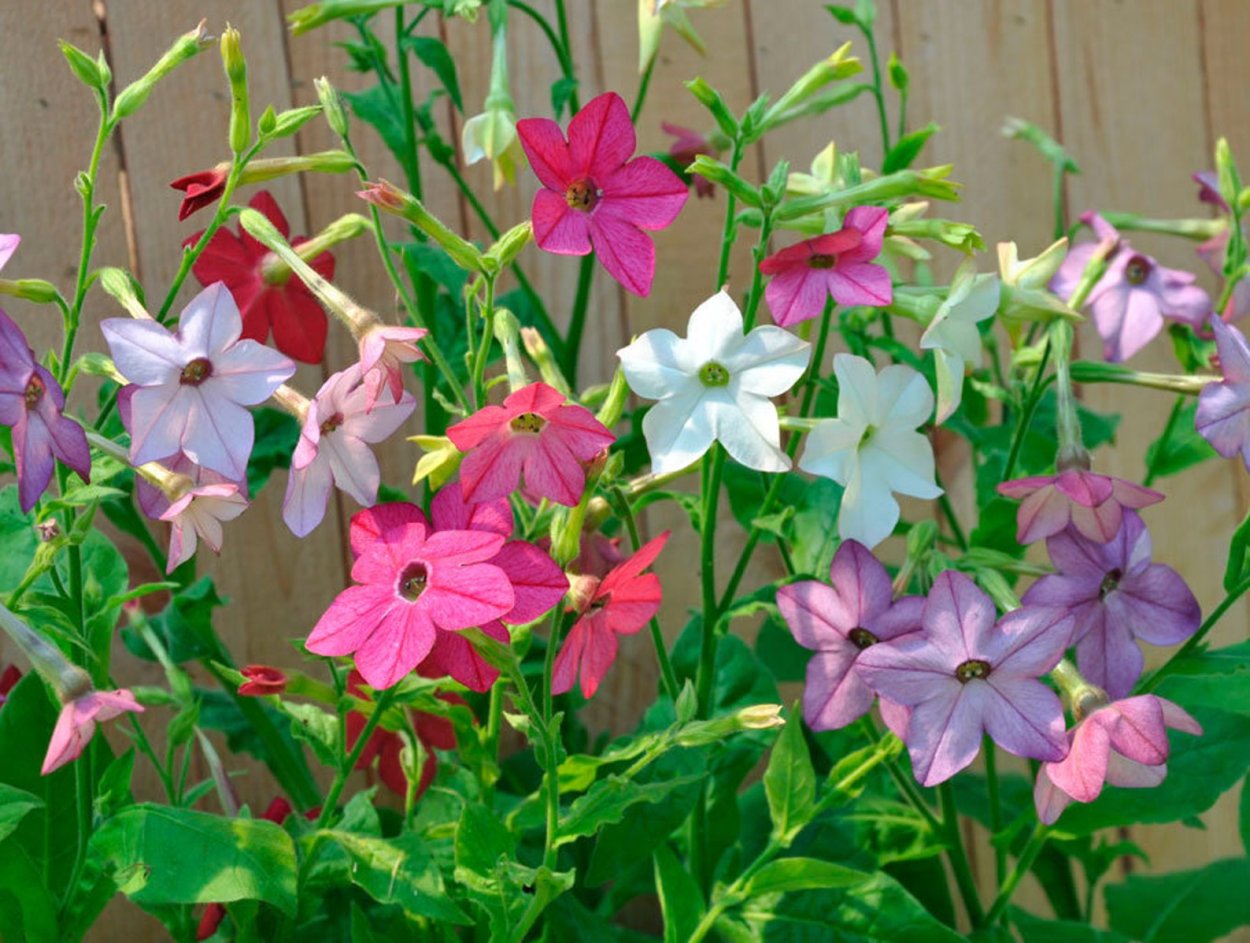 Nicotiana alata Heirloom Mixed (табак)