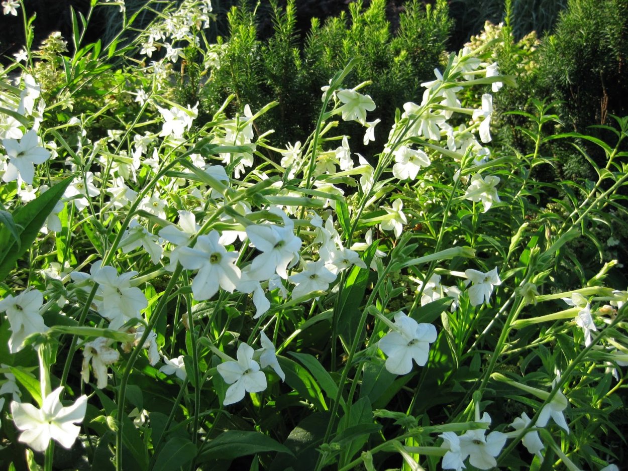 Табак душистый (Nicotiana alata)
