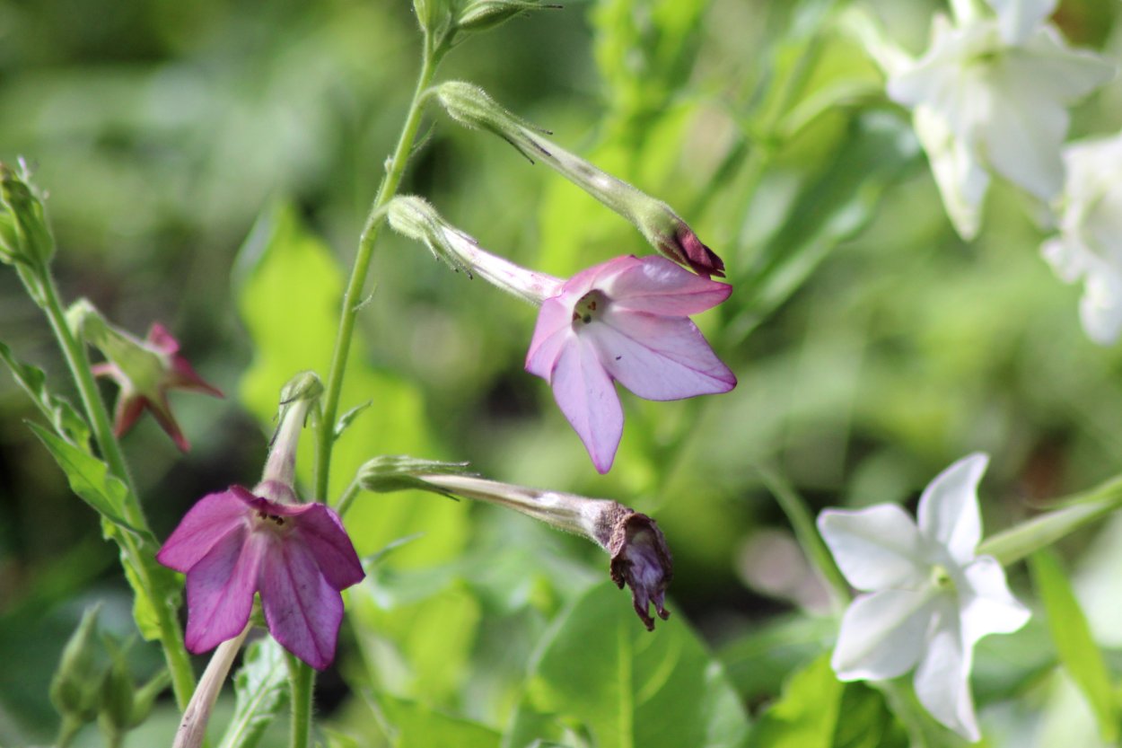 Табак душистый Сенсейшн микс