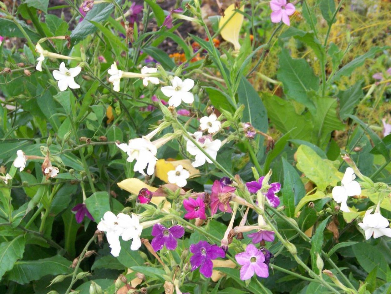 Табак душистый Nicotiana suaveolens