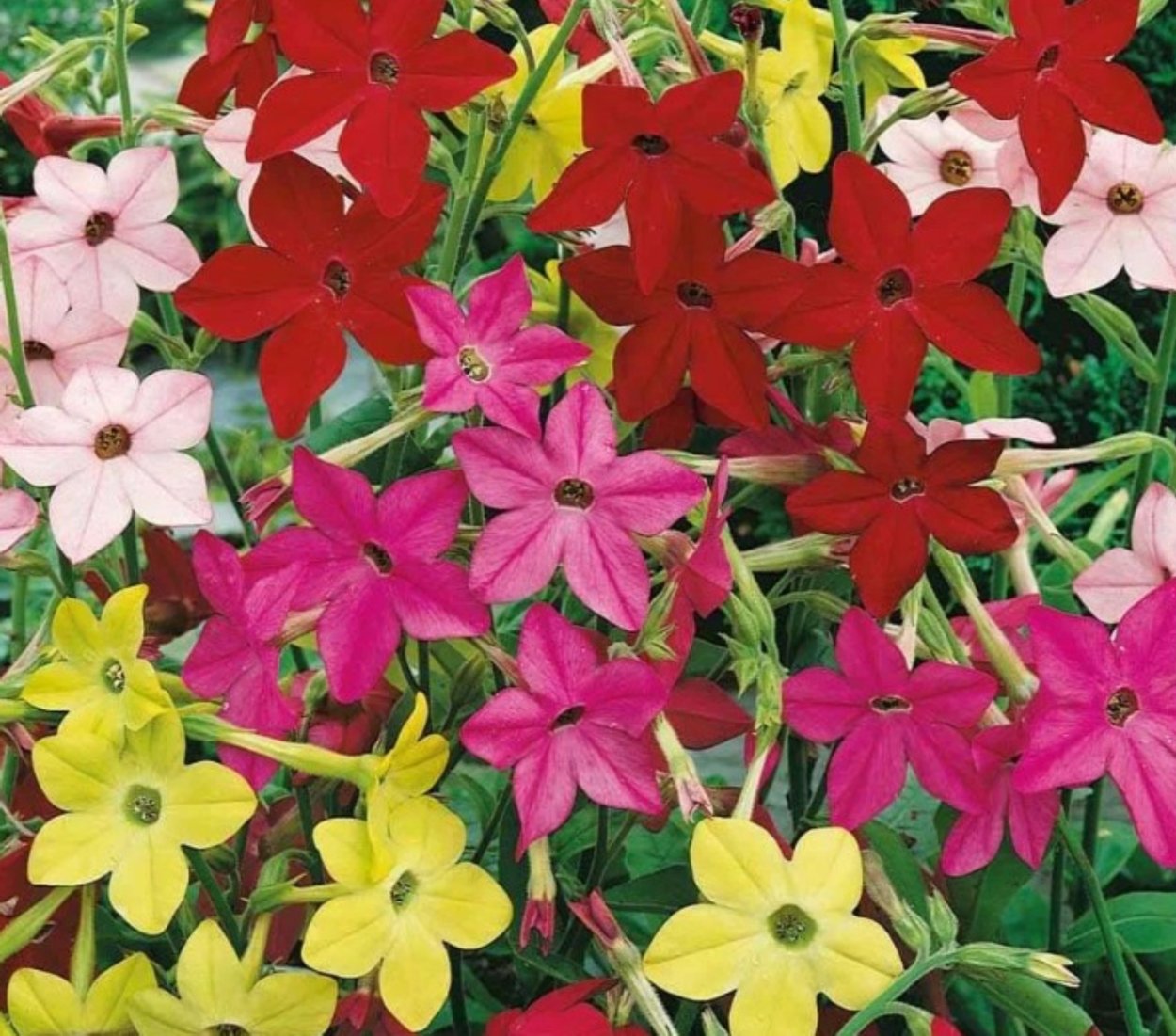 Табак душистый (Nicotiana alata)