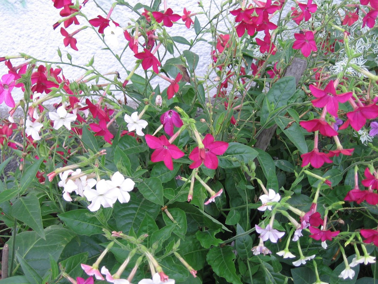 Душистые однолетники