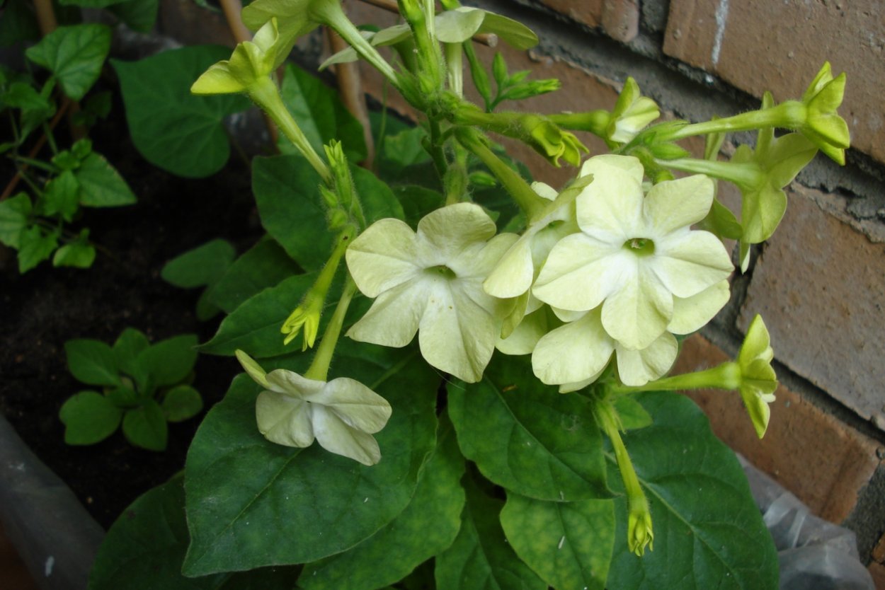 Табак душистый мажи Нуар