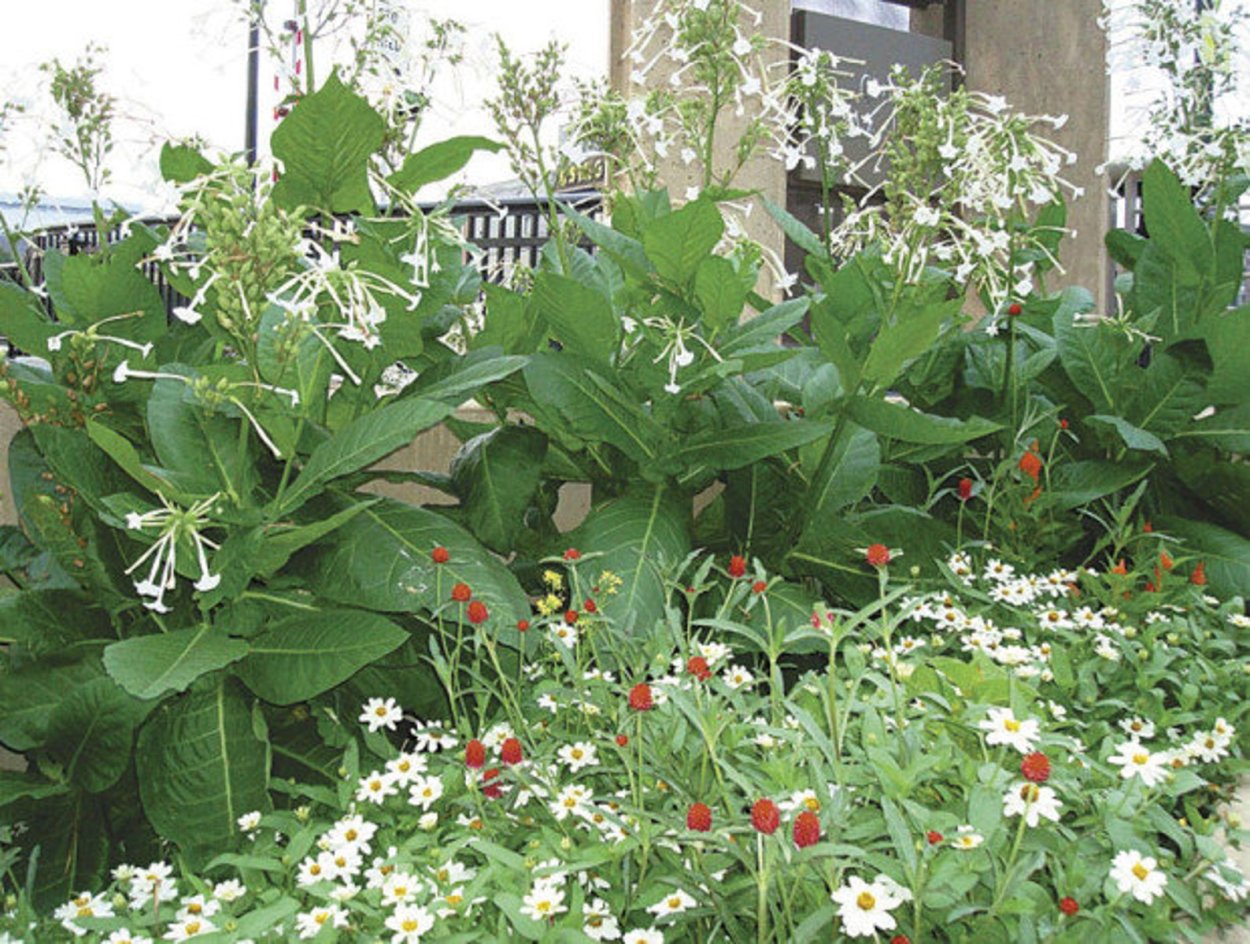 Табак душистый Сенсейшн рассада