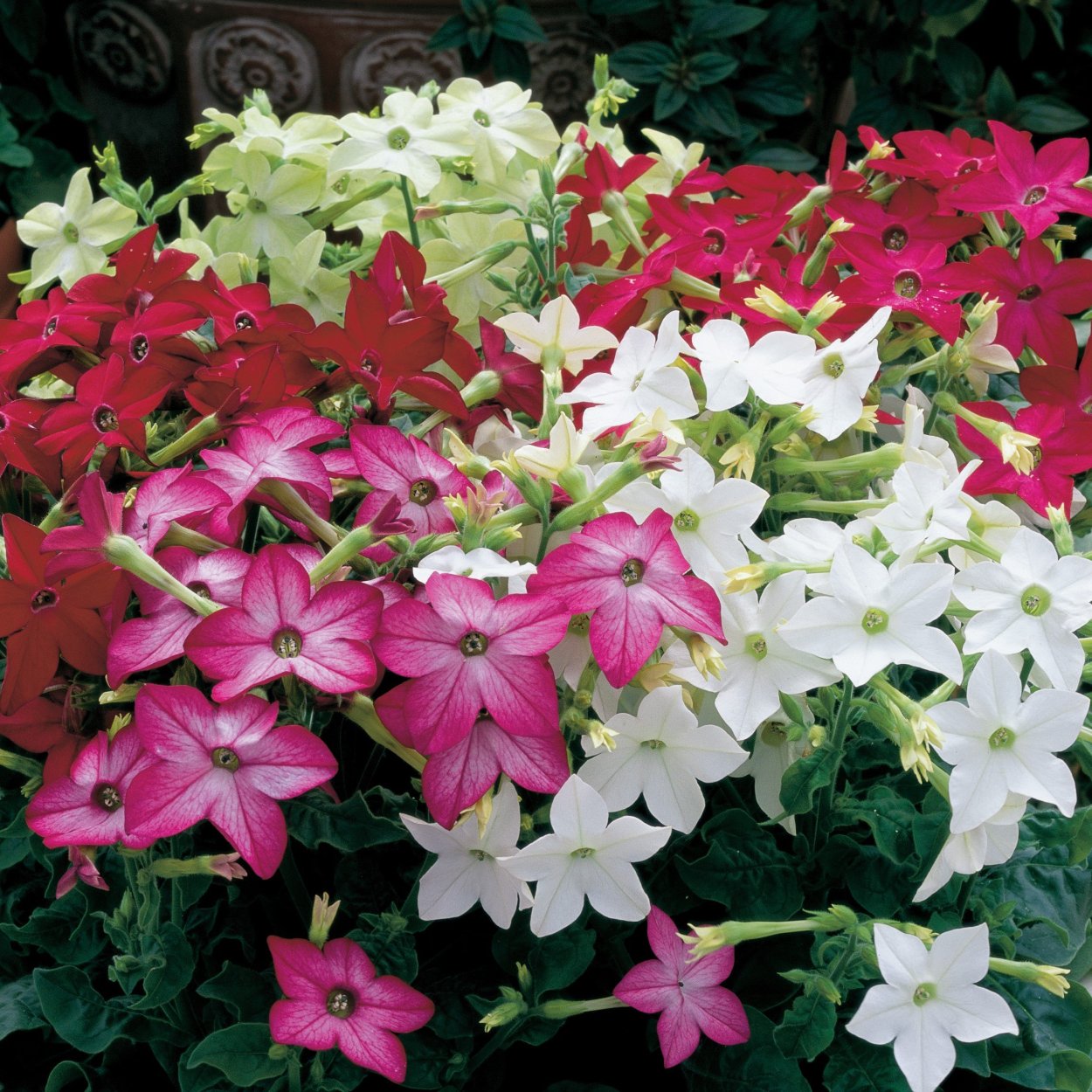 Душистый табак Саратога