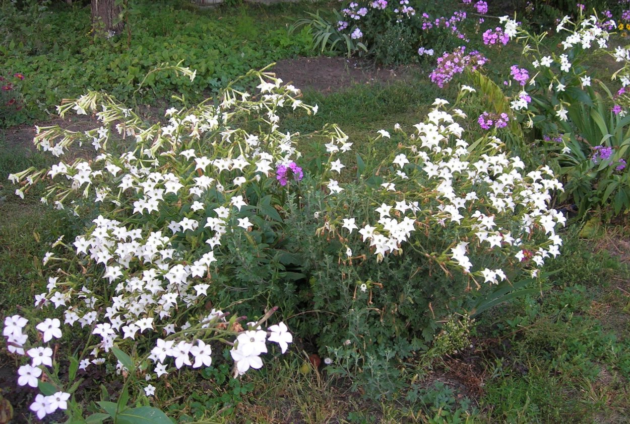 Душистый горошек