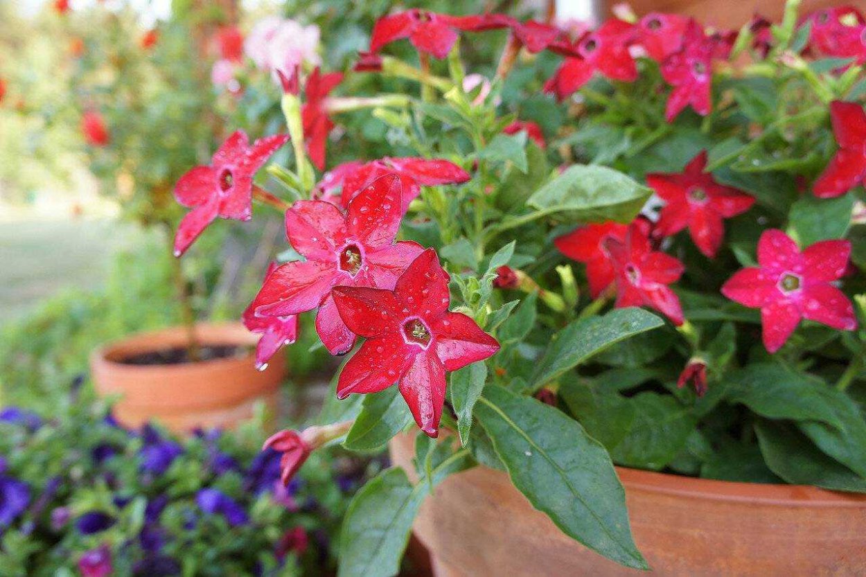 Nicotiana alata Aztec White
