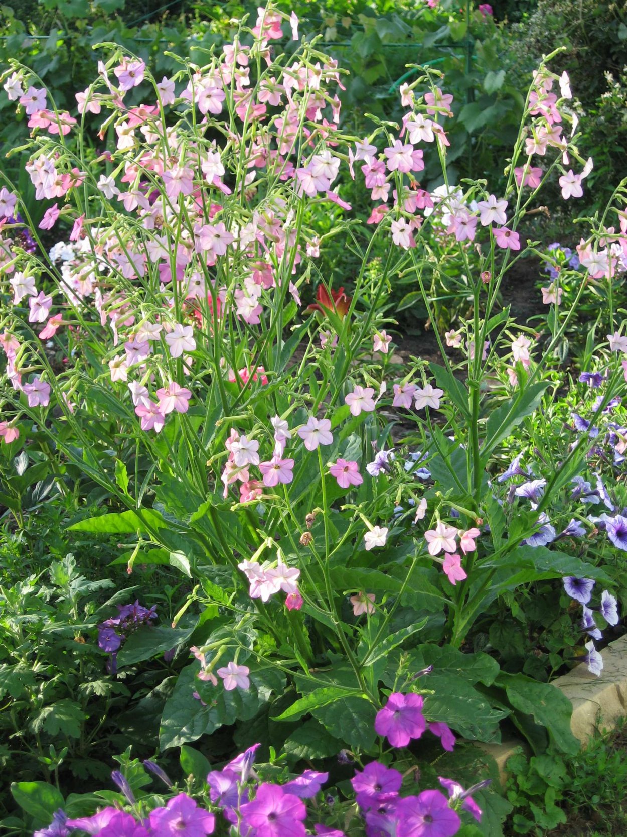 Табак душистый Сенсейшн