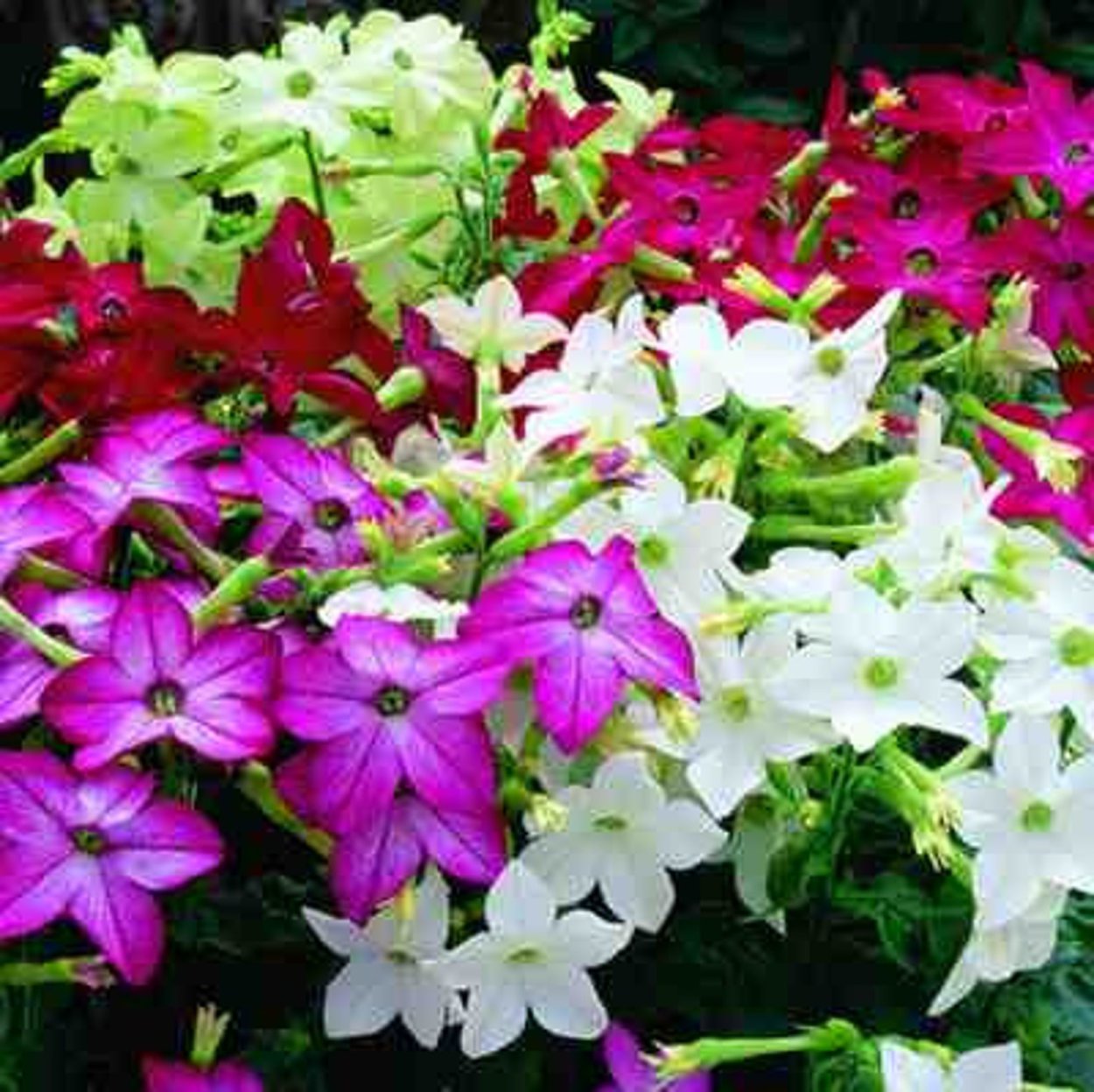 Табак душистый Сенсейшн