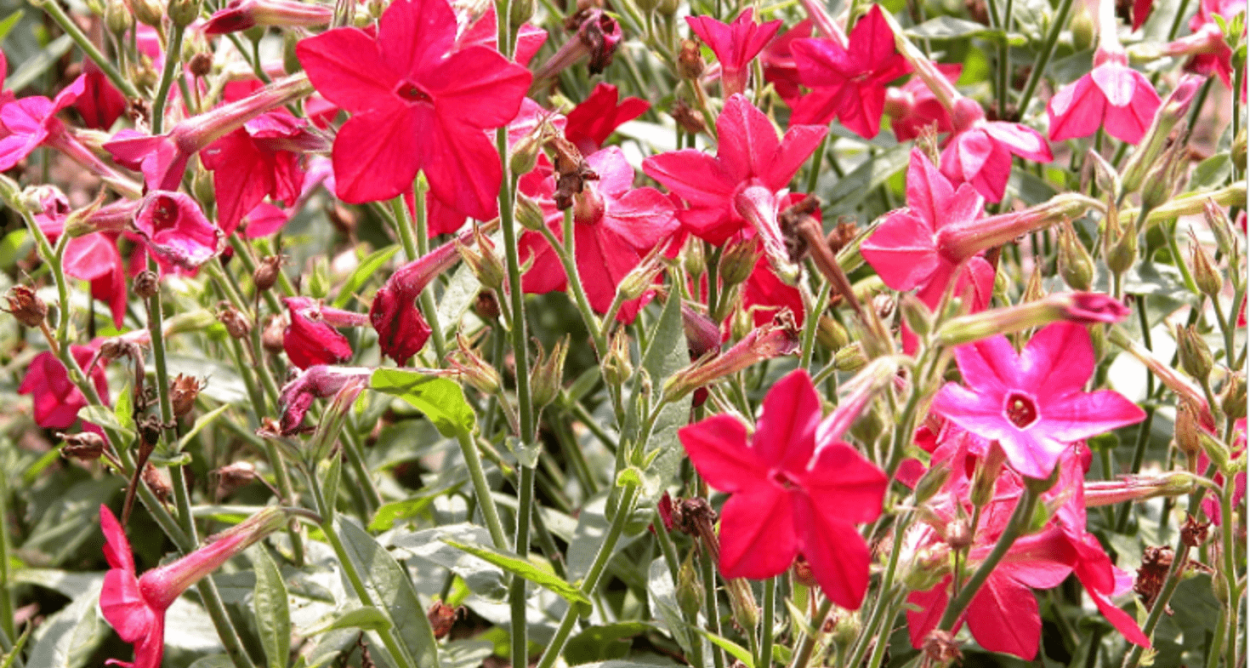 Табак душистый Nicotiana suaveolens