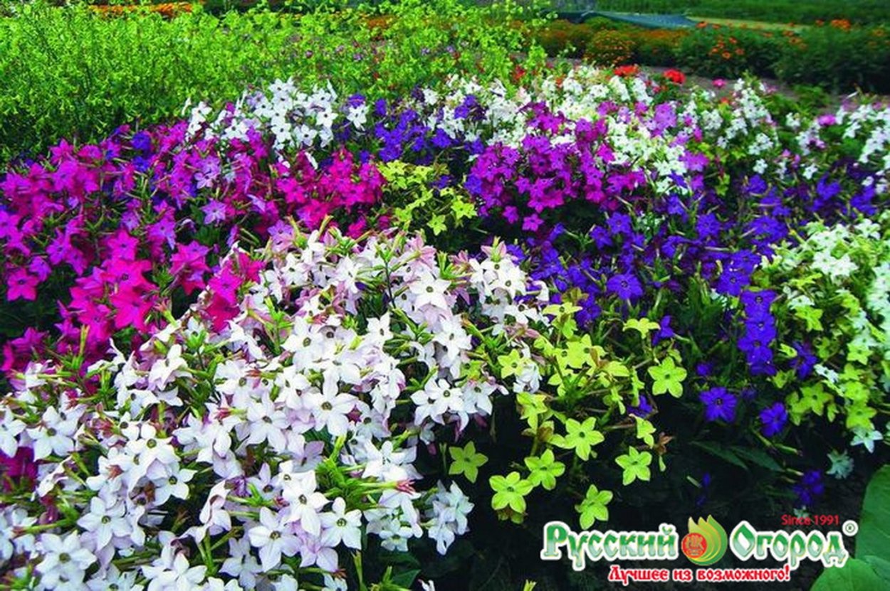 Табак Сандера цветок