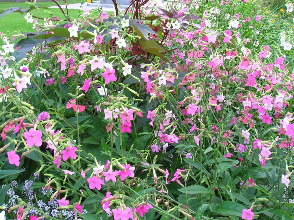 Табак душистый (Nicotiana alata)