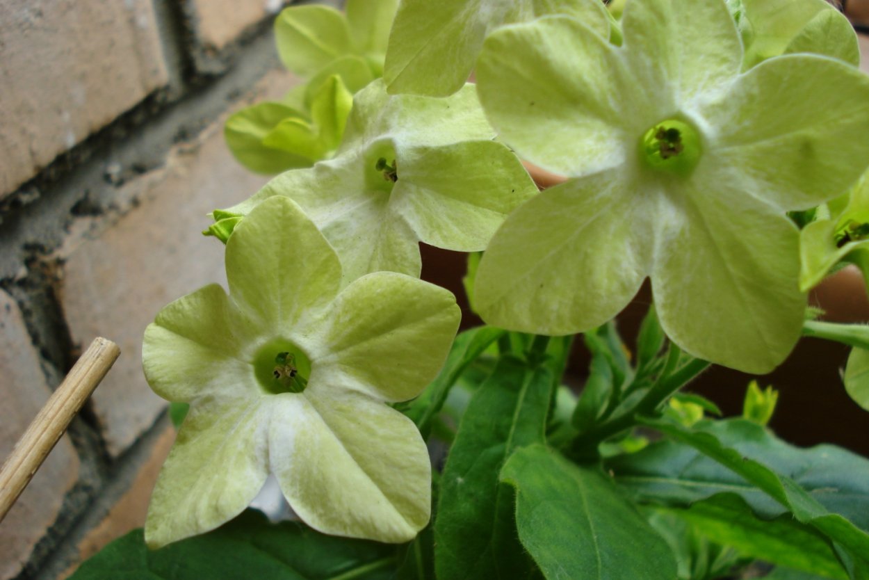 Табак крылатый Саратога ред