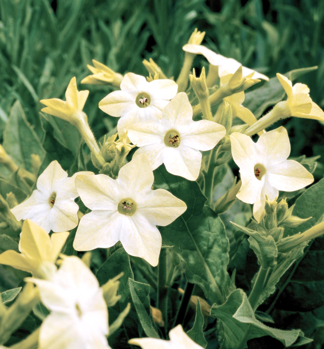 Табак душистый (Nicotiana alata)