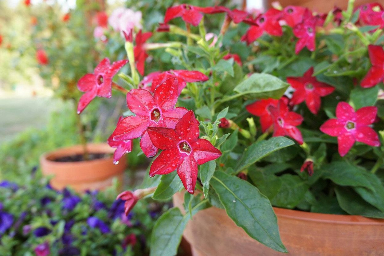 Табак душистый Nicotiana Avalon Mixed