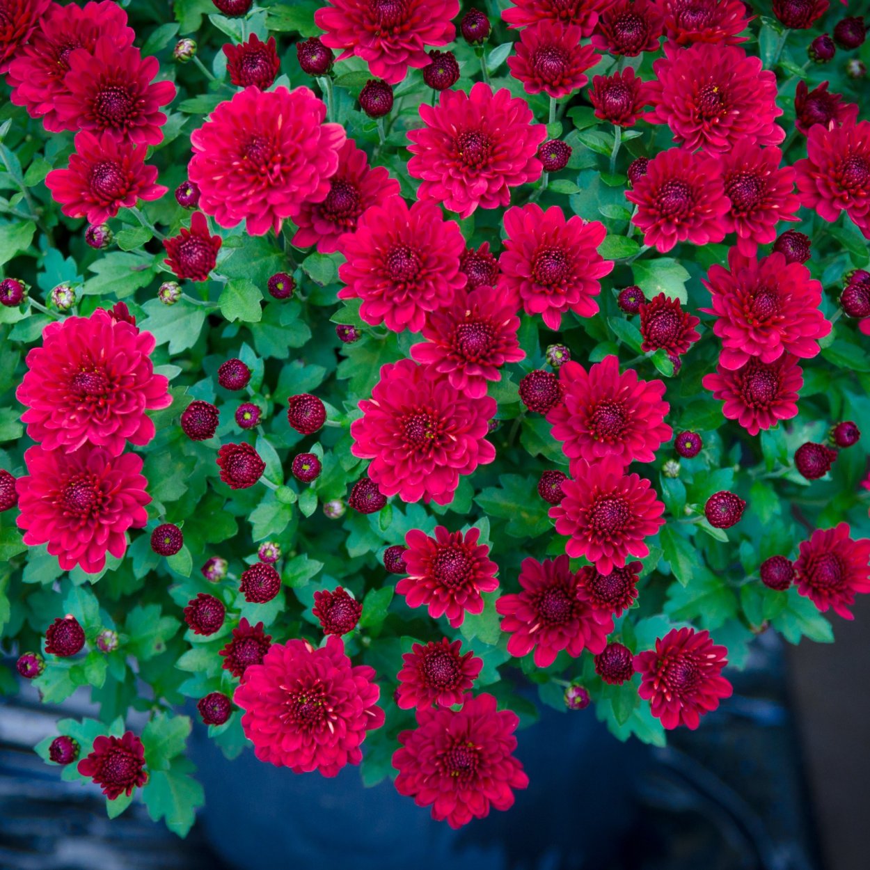 Хризантема корейская Скарлетт