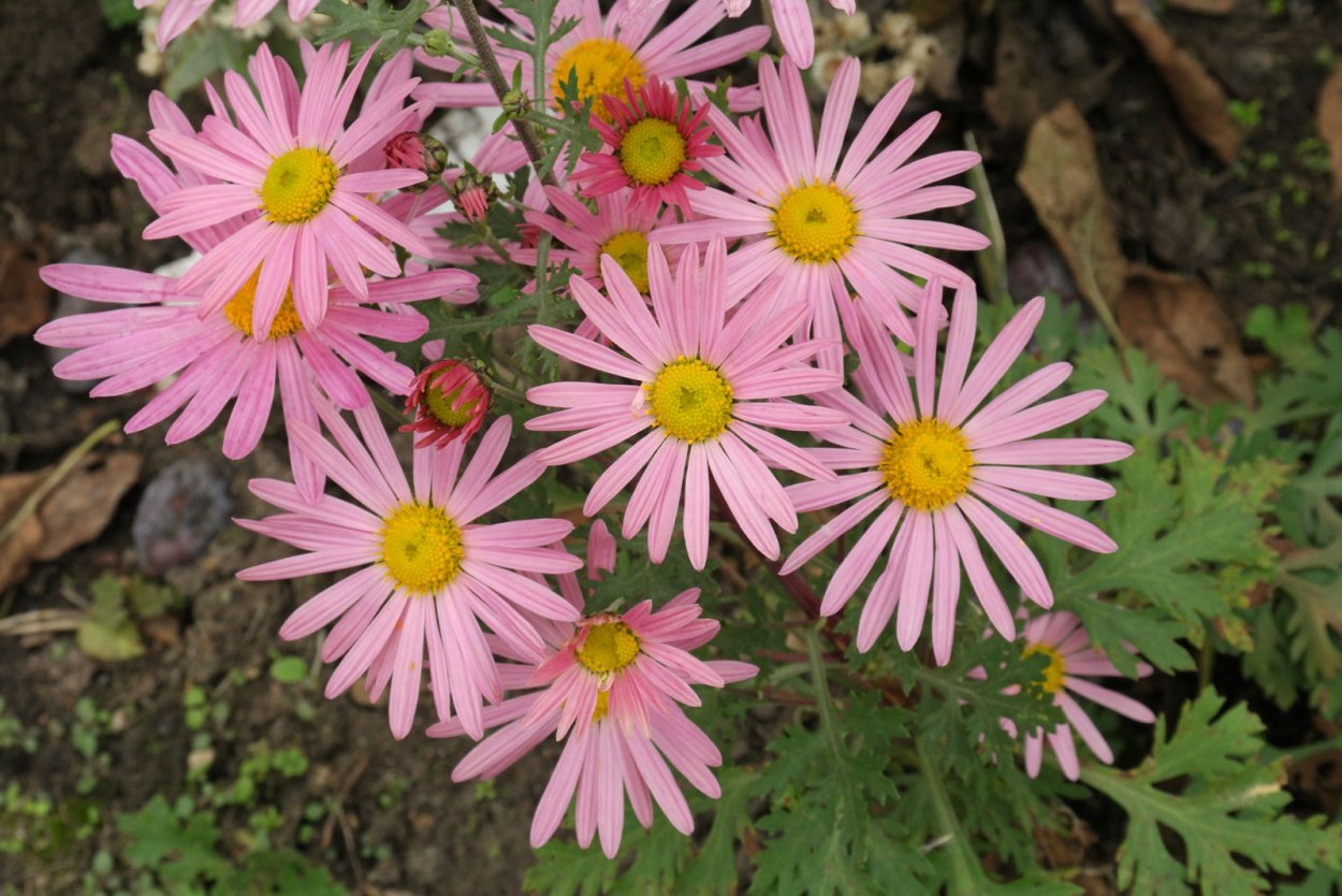 Хризантема Мальчиш Кибальчиш красная