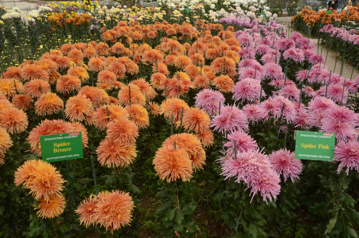 Хризантема корейская Розалинда