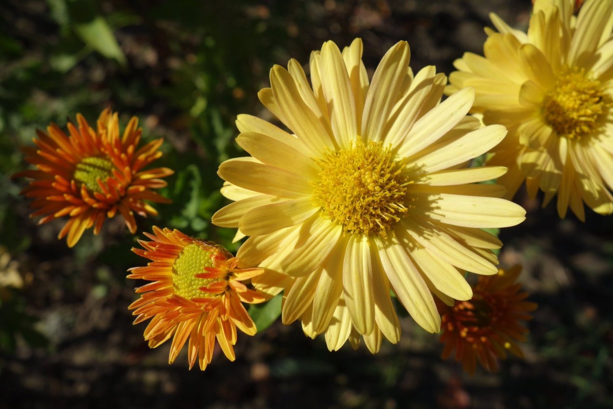 Хризантема корейская ложковидная
