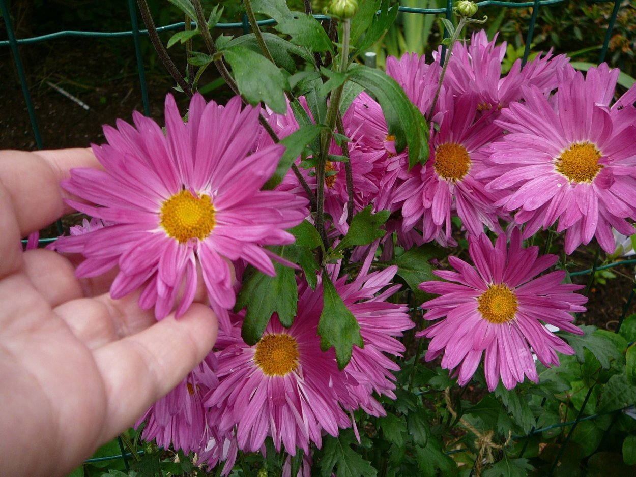 Хризантема корейская Мальчиш-Кибальчиш