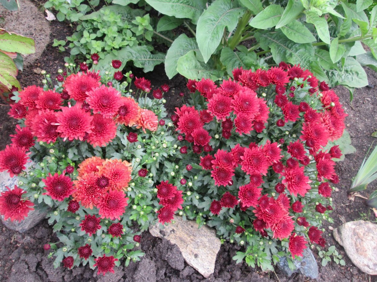 Хризантема корейская Мальчиш-Кибальчиш