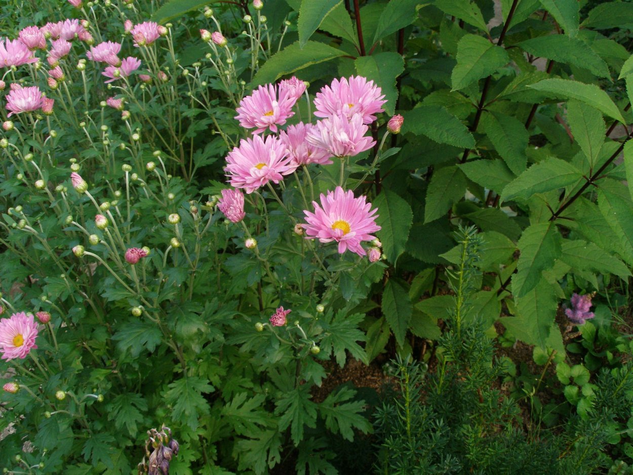 Хризантема корейская Мальчиш-Кибальчиш