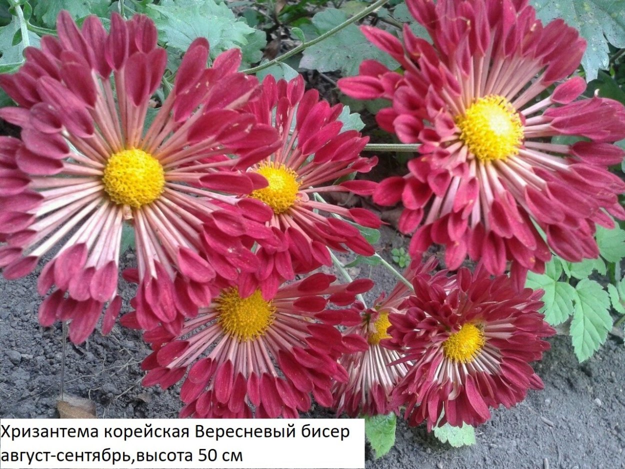 Хризантема Lively Red bicolor