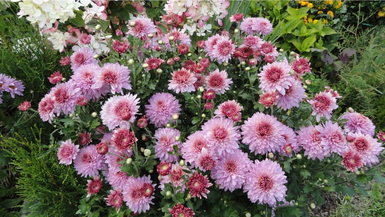 Хризантема корейская Червона калына