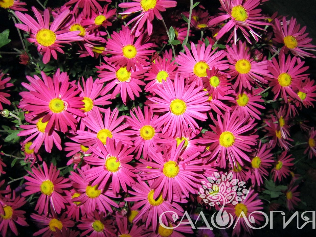 Хризантема корейская Резея