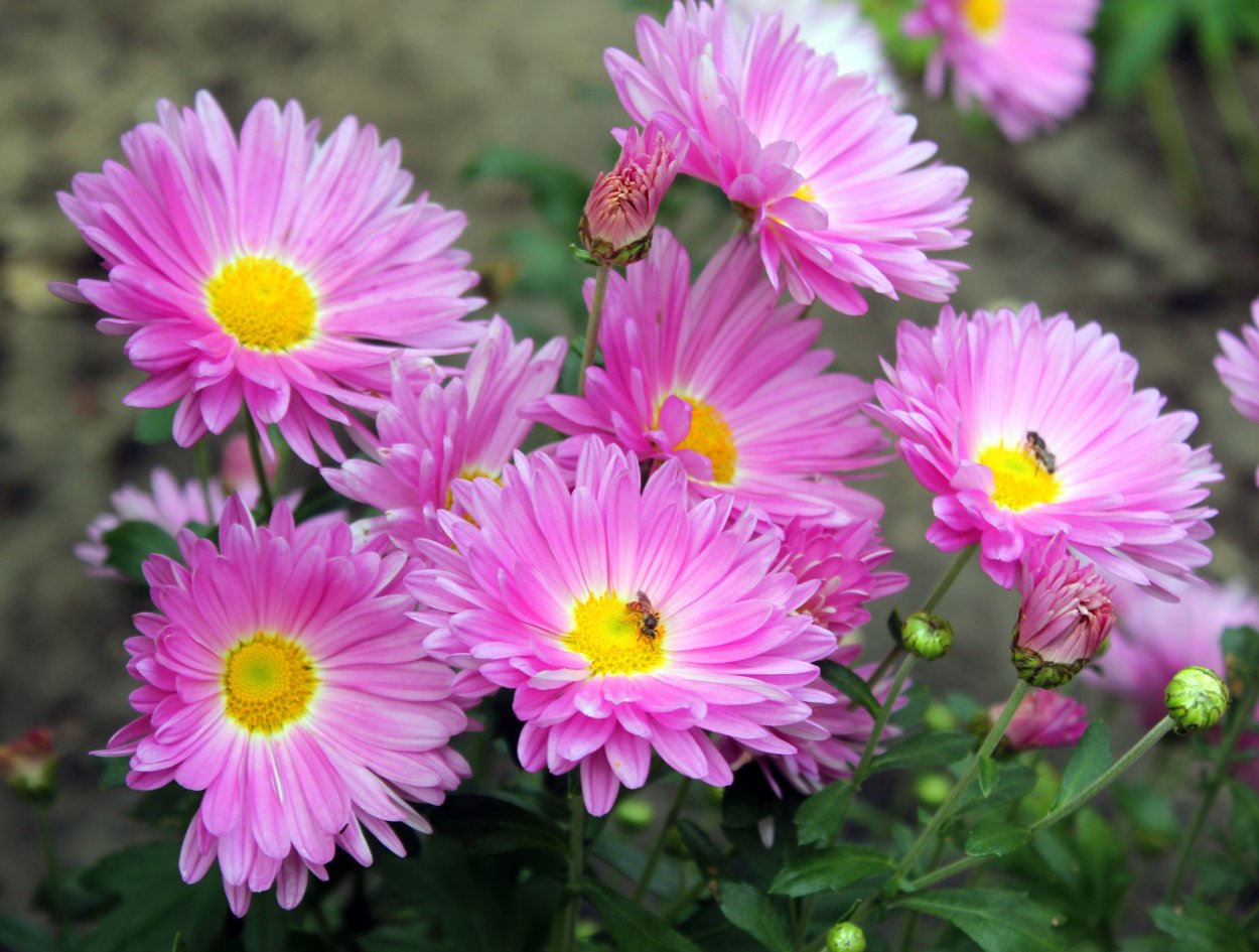 Хризантема корейская Мальчиш-Кибальчиш