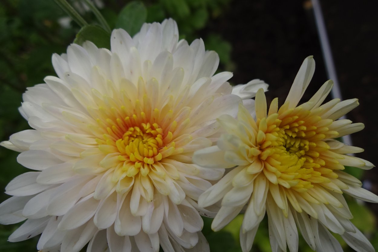 Хризантема корейская Амбрия