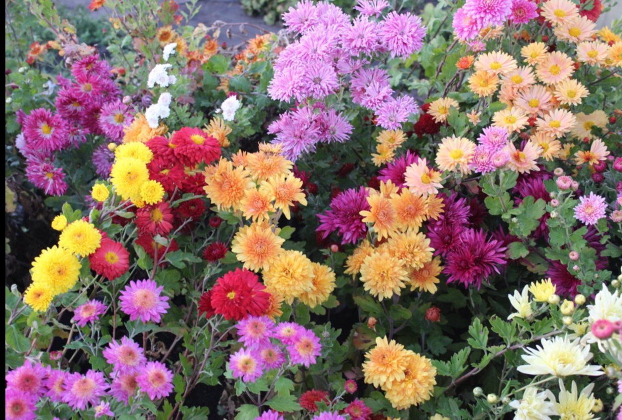 Никитский Ботанический сад цветы осень