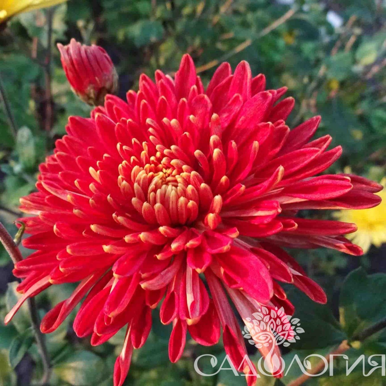 Хризантема индийская Фуджи Сноу